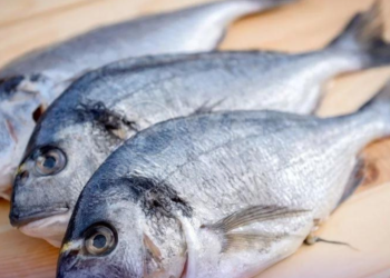 Conchas y pescados contaminados con metales tóxicos en Ecuador, alerta estudio de la PUCE