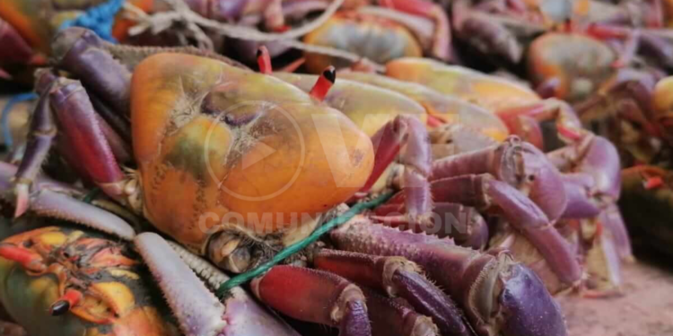 Segunda veda del cangrejo rojo y azul entró en vigencia desde el 23 de Agosto