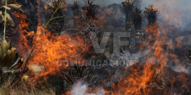 Gobierno transfirió USD 577 mil a Quilanga y Sigchos para enfrentar los incendios forestales