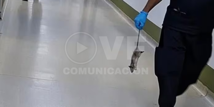 Mujer fue mordida por una rata en un hospital de Guayaquil
