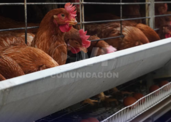 Cubeta de huevos podría llegar hasta a $ 10 como en tiempos de gripe aviar