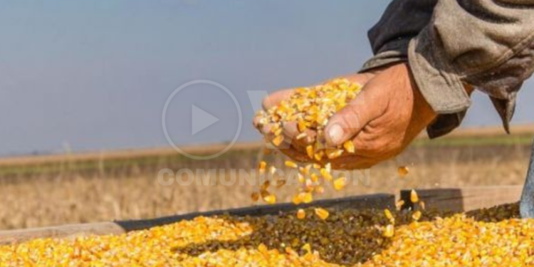 Ecuador adelanta la importación de maíz por déficit de producción