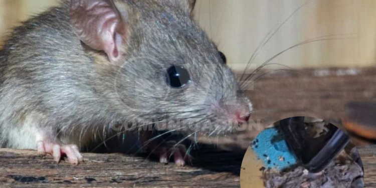 Rata calcinada se halló en un restaurante de comida árabe en Guayaquil