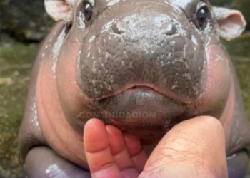 Moo Deng, la bebé hipopótamo que ‘cautiva’ corazones en las redes