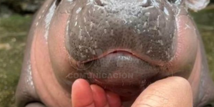 Moo Deng, la bebé hipopótamo que ‘cautiva’ corazones en las redes