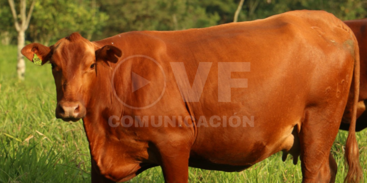 El sector ganadero se fortalece y conquista el Medio Oriente con la exportación de bovinos