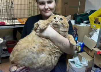 Rescatan a un gato obeso tras volverse viral por comer pan, sopa y carne