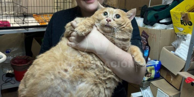 Rescatan a un gato obeso tras volverse viral por comer pan, sopa y carne