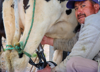 Ecuador ya puede exportar productos lácteos a Chile