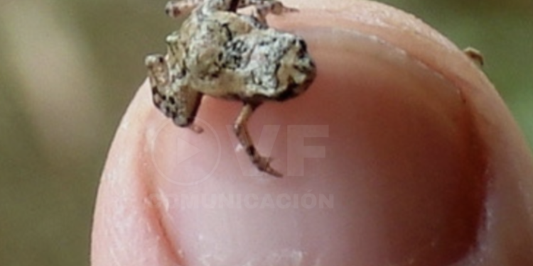 Descubren en Brasil un sapo-pulga que es el segundo vertebrado más pequeño del mundo