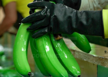 Ecuador amplía su mercado para la exportación de productos agropecuarios