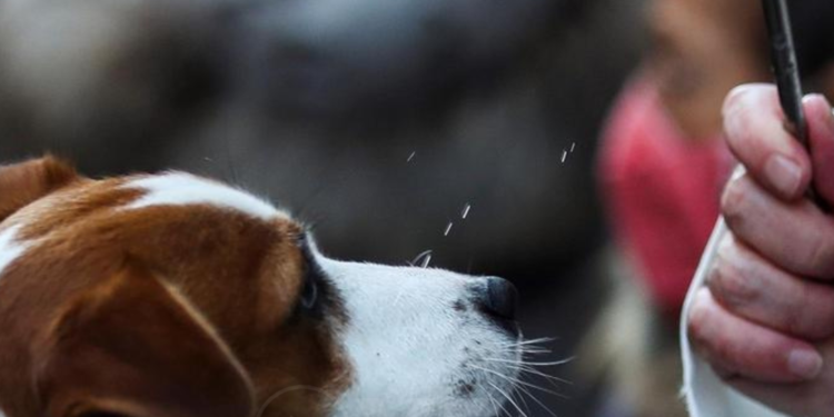 Mascotas serán bendecidas en Quito este viernes 4 de octubre