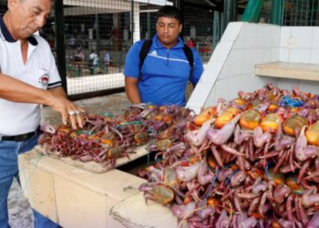 Termina la veda de cangrejo en Ecuador