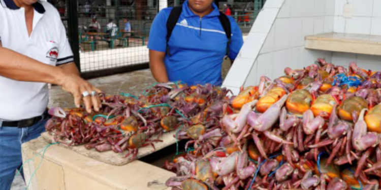 Termina la veda de cangrejo en Ecuador