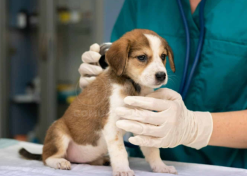 Los seguros de salud para mascotas crecen en Ecuador