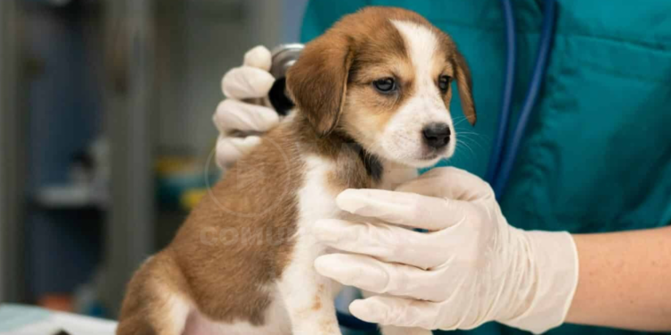 Los seguros de salud para mascotas crecen en Ecuador