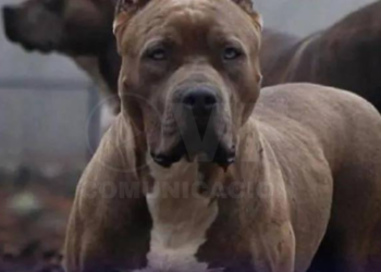 Detenido escapaba de un patrullero y murió atacado por tres pitbulls tras meterse a una casa