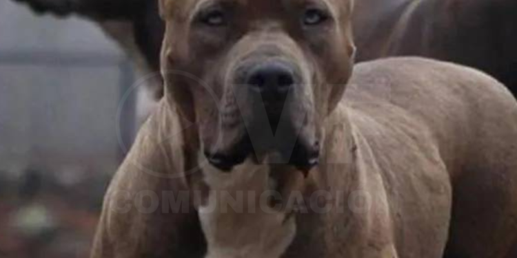 Detenido escapaba de un patrullero y murió atacado por tres pitbulls tras meterse a una casa