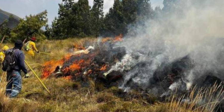Más de 5 000 hectáreas devastadas en el Cajas