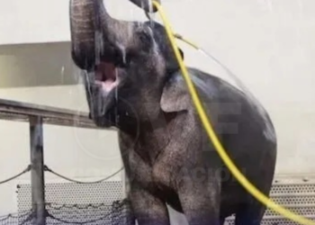 La elefanta Mary sorprende a los científicos duchándose con una manguera