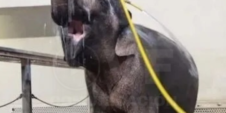 La elefanta Mary sorprende a los científicos duchándose con una manguera