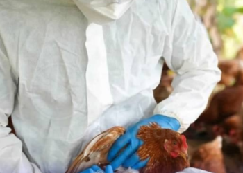 Se registra el primer caso grave de gripe aviar en Estados Unidos