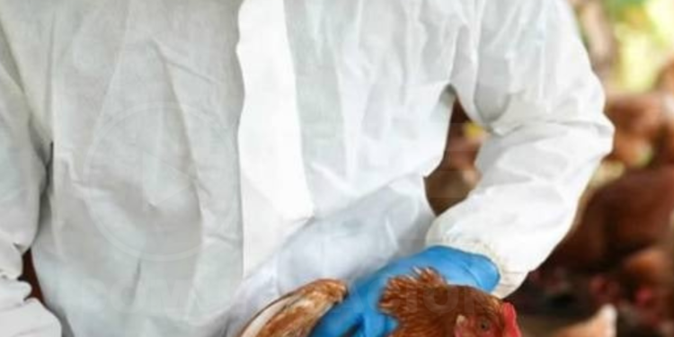 Se registra el primer caso grave de gripe aviar en Estados Unidos