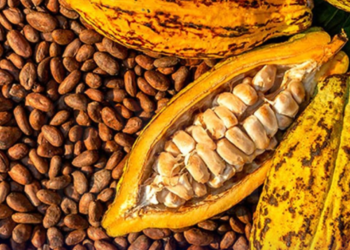 CACAO SE COTIZA EN $479 EL QUINTAL