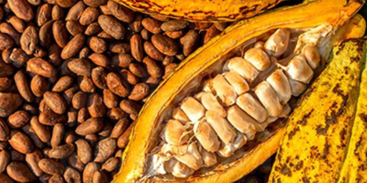 CACAO SE COTIZA EN $479 EL QUINTAL
