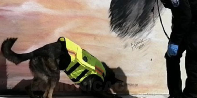 Can de la Policía frustró el envío de ‘narco-encomiendas’ desde el Aeropuerto de Quito