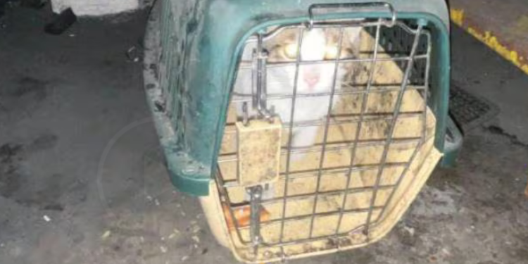 Arcsa clausuró asadero de pollos con mesones sucios y con un gato enjaulado usado para cazar ratones