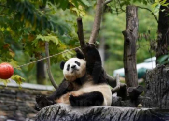 Panda gigante estrella Fu Bao bajo observación tras alerta de salud