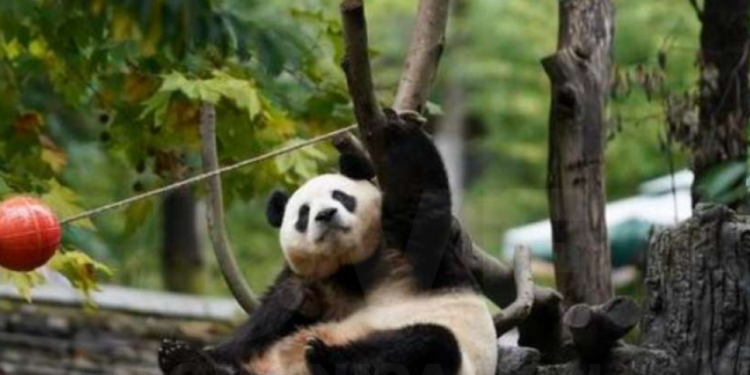 Panda gigante estrella Fu Bao bajo observación tras alerta de salud