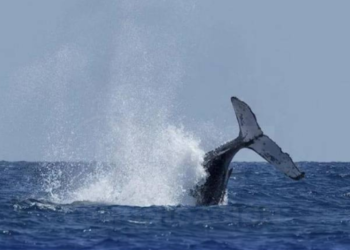Islandia autoriza la caza de ballenas hasta 2029