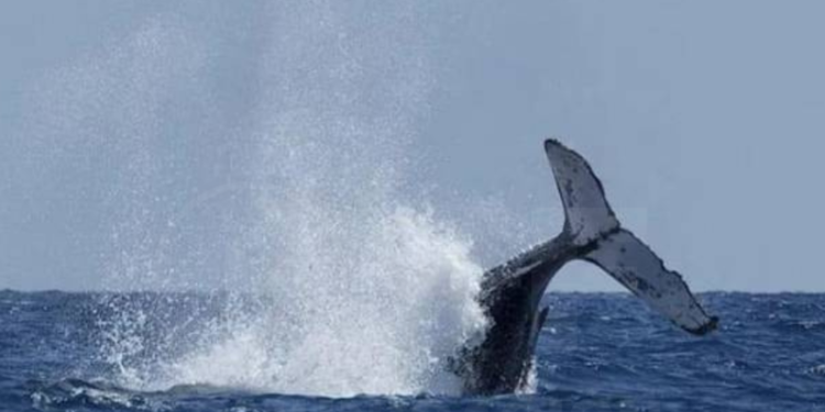Islandia autoriza la caza de ballenas hasta 2029