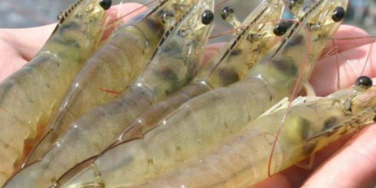 Brasil suspende importación de camarón ecuatoriano por irregularidades