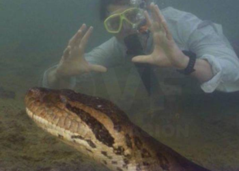Científicos descubren que la serpiente más grande del mundo vive en la amazonía de Ecuador