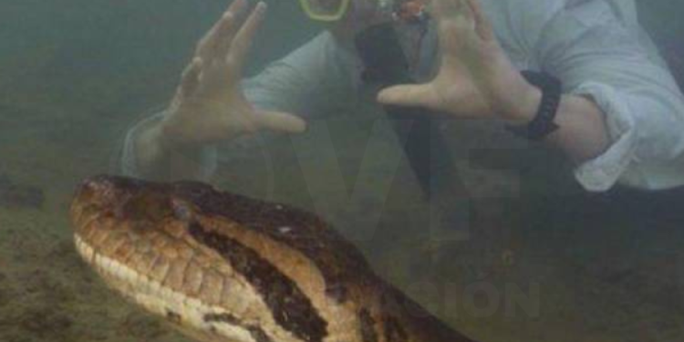 Científicos descubren que la serpiente más grande del mundo vive en la amazonía de Ecuador