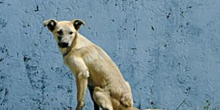 Municipio de San Cristóbal impone multas por tenencia irresponsable de mascotas