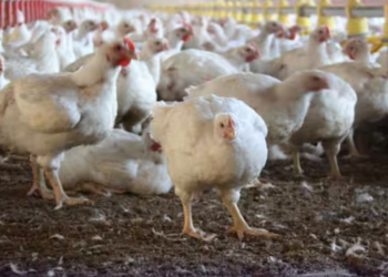 Estados Unidos informa su primera muerte humana a causa de la gripe aviar H5N1