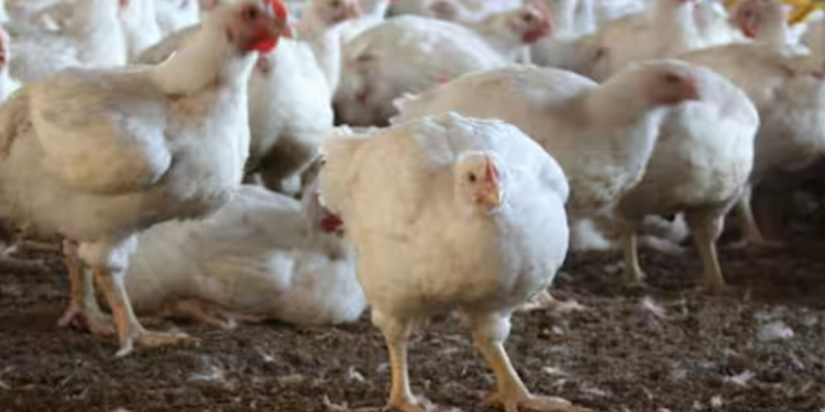 Estados Unidos informa su primera muerte humana a causa de la gripe aviar H5N1