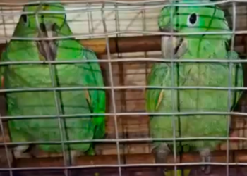 Policía rescata aves en peligro de extinción en vivienda de Quito