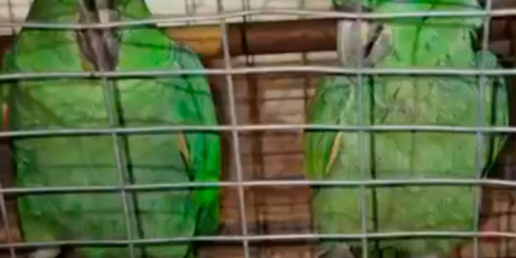 Policía rescata aves en peligro de extinción en vivienda de Quito