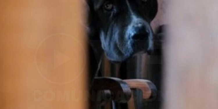 Muere mujer de 84 años que fue atacada por un perro en Quito