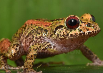 Cuatro nuevas especies de ranas fueron descubiertas en Carchi