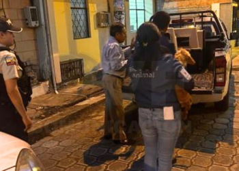 Adulto mayor enfrenta una multa de 20 salarios básicos por maltrato animal en Quito