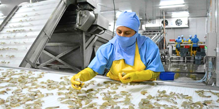 Ecuador encabeza el top 10 de los principales países productores de camarón a escala global
