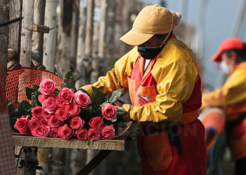 La exportación de flores desde Ecuador creció un 8,7%