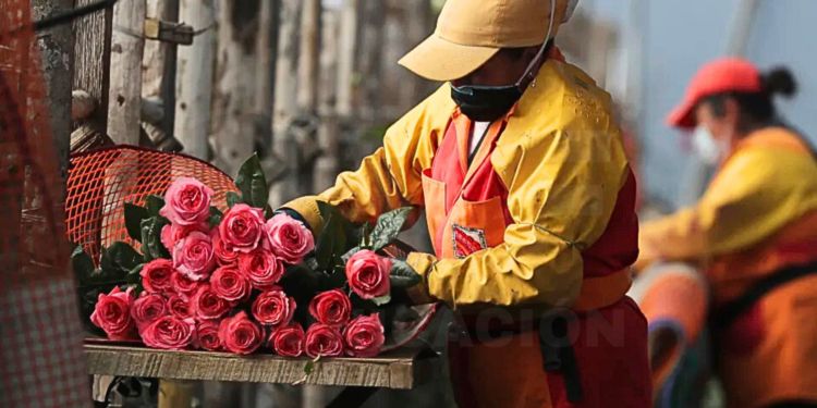 La exportación de flores desde Ecuador creció un 8,7%