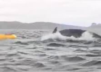 Joven es tragado y expulsado por una ballena en el Estrecho de Magallanes, Chile